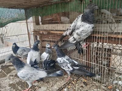 kabli pathay