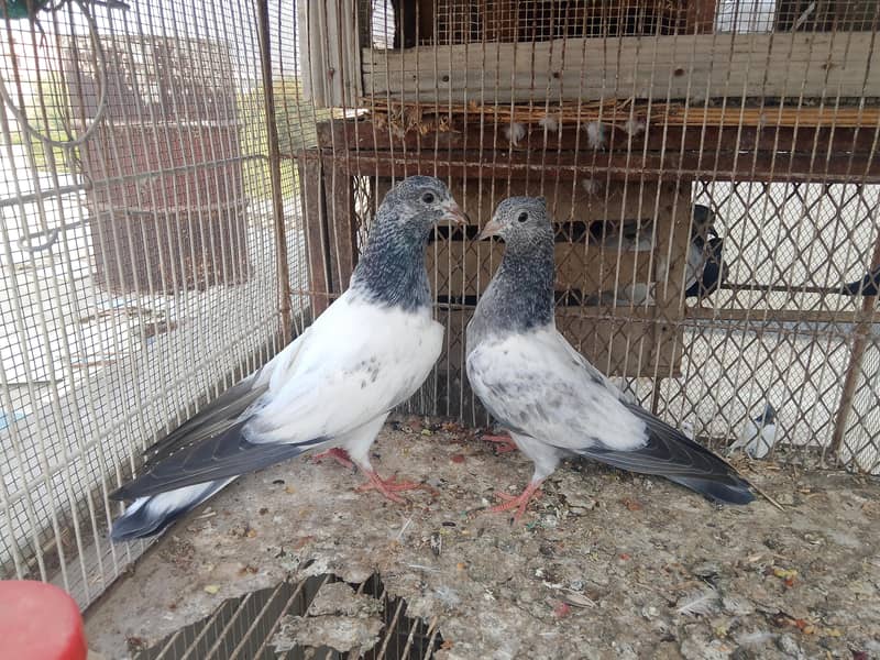 kabli pathay 2