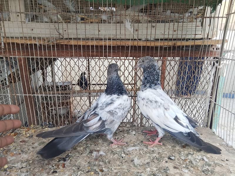 kabli pathay 3