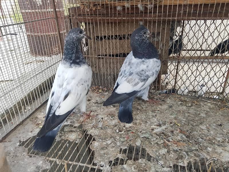 kabli pathay 6