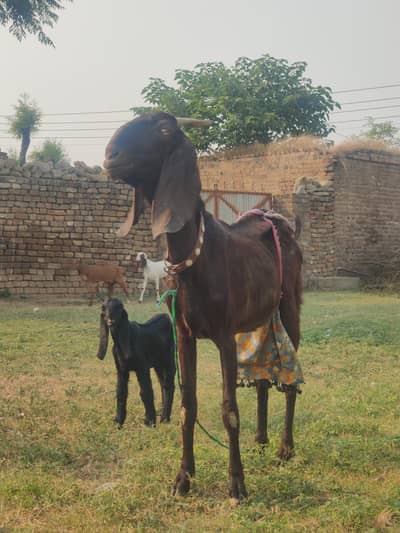 Beetal Bakri For Sale | Beetal Goat For Sale | Bachu Wali Bakri