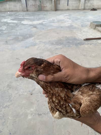 Pure aseel hen for sale healthy and active