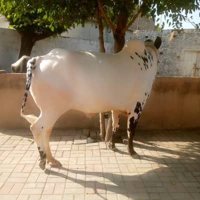 Bail for sale Bull 0346-9181025