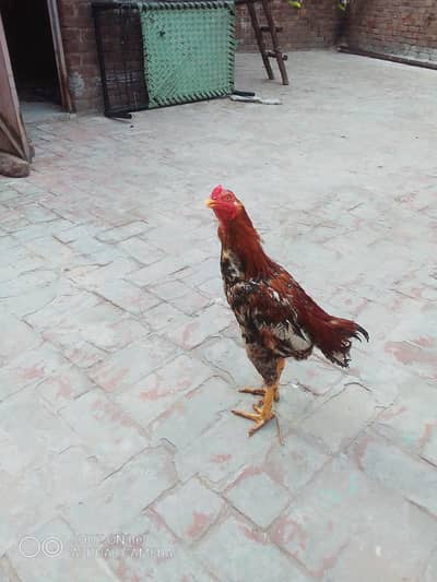 I want to sell sell morga