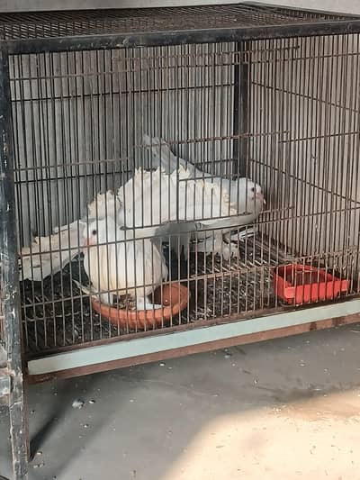 White American same clutch chiks pair