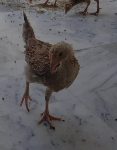 Gold Misri Chicks / phati for sale