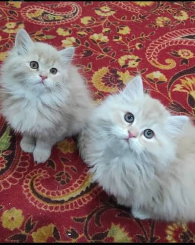 Triple coated persian healthy kittens blue ayes