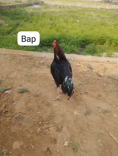 kse bhi KO chiya to rabta kra