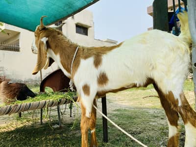 Qurbani Bakra
