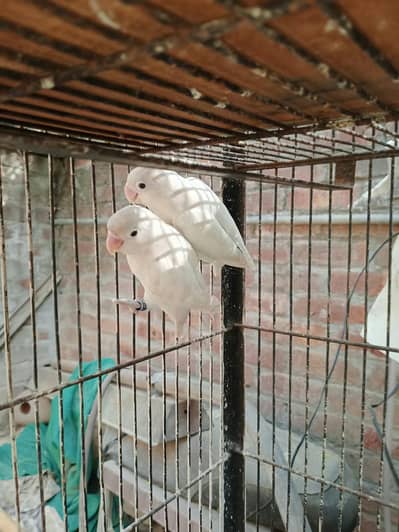 Breeder pair