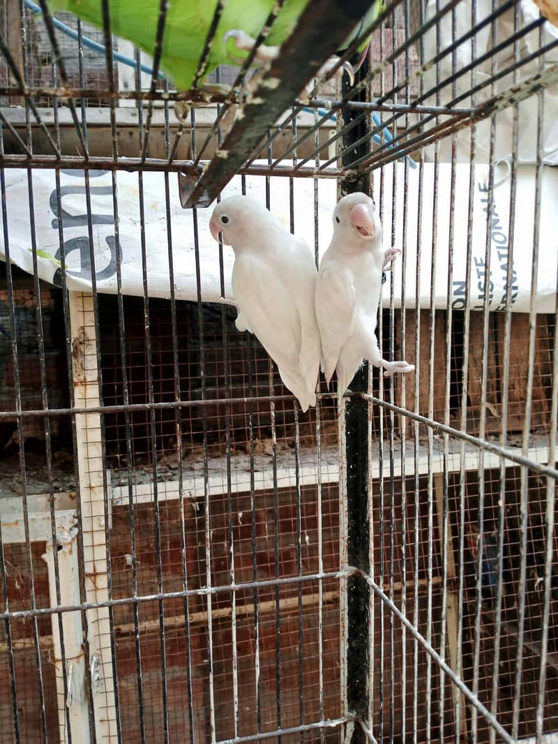 Breeder pair 1