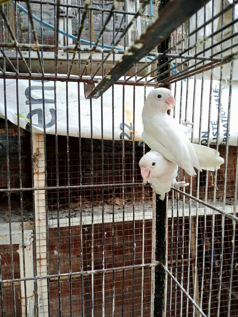Breeder pair 2