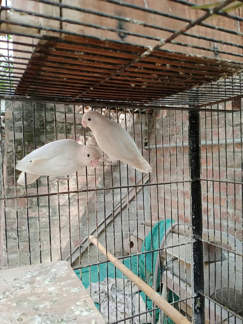 Breeder pair 3