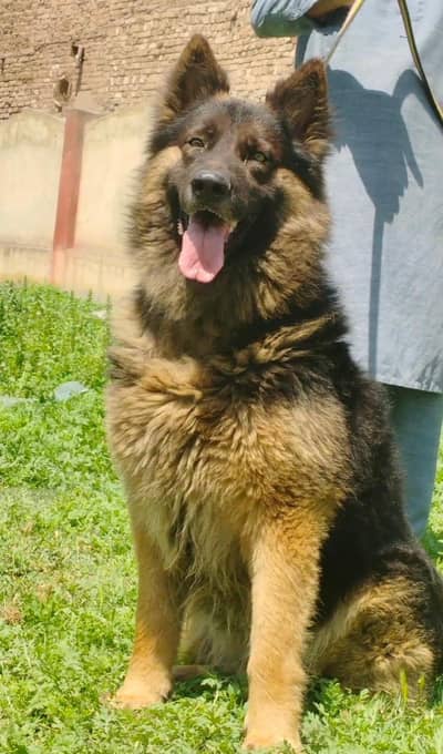 German Shepherd Dog | German Shepherd | GSD | Dog For Sale