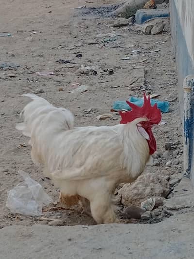 white buff and hand tamed parrot