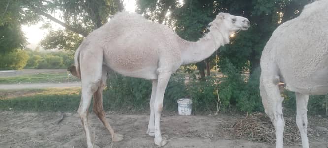 camel for qurbani. . . . different type of camels for sale. . .