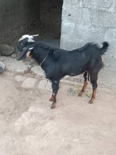 super goats