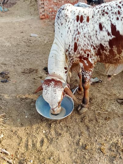 Desi bull