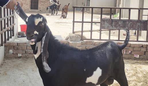 Desi Bull and Bakra for! qurbani