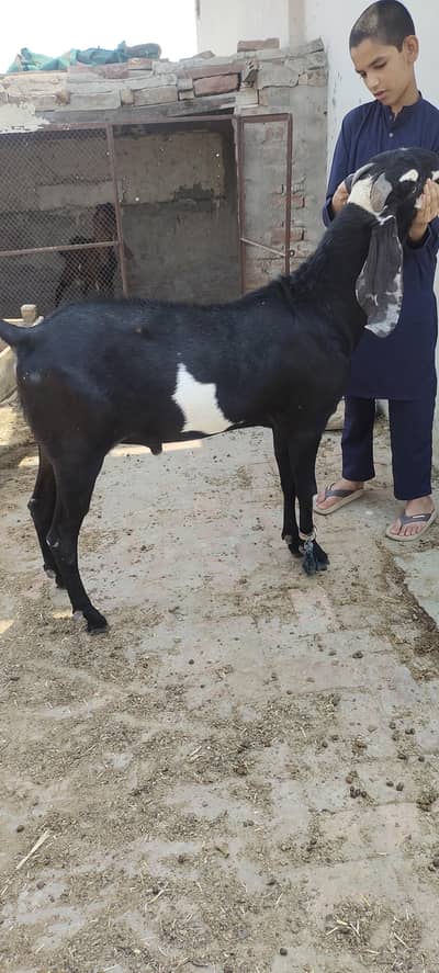 Desi Bull and Bakra for qurbani