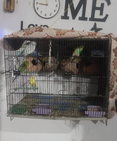 Parrots with Cage