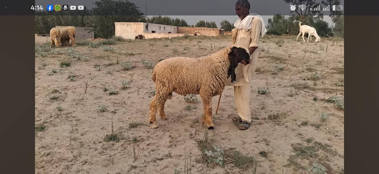 قربانی والے کجلے صحت مند تندرست گھر کے پالے ہوئے صرف جہلم دینہ والوں ک 2