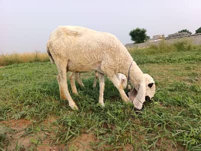 Kajli sheep and baby