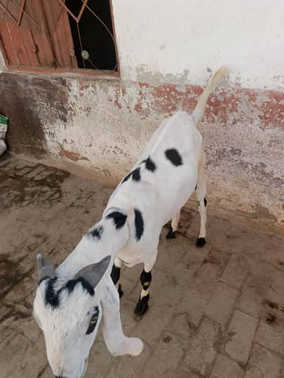 Healthy White & Black Goat for Sale