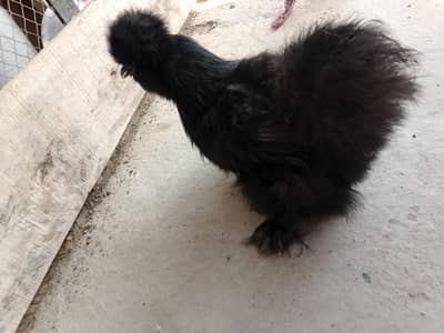 fancy eggs for sale