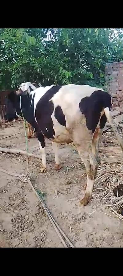 2 dand wachi for sell 0342 8926912whatsapp or qurbani