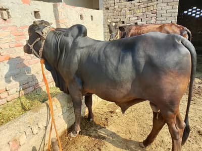 Qurbani bachra