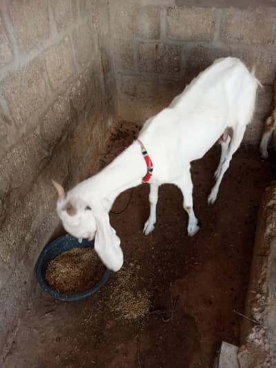 gulabi bakri