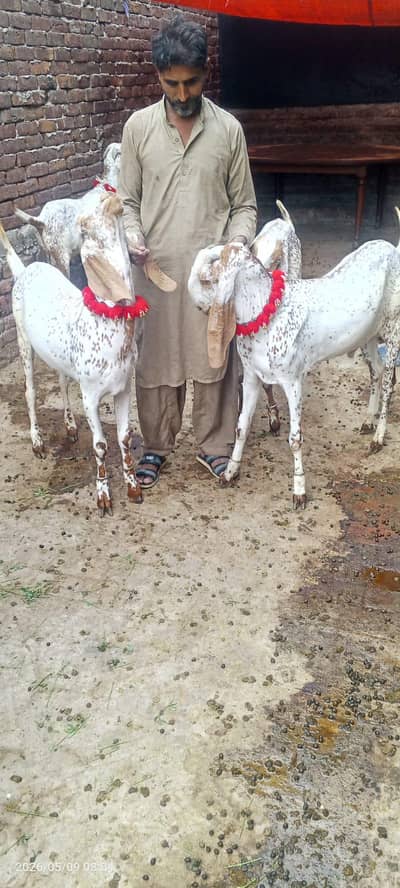 makah chinay Bakra 5