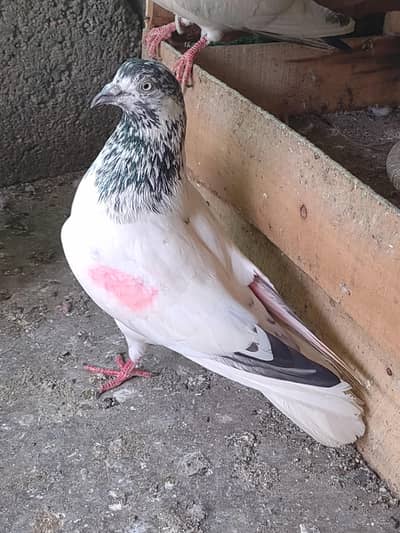 Sialkoti Male