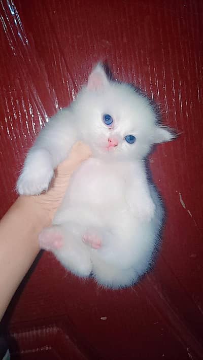 Three Female Persian Triple-Coat Kittens Available for Reservation