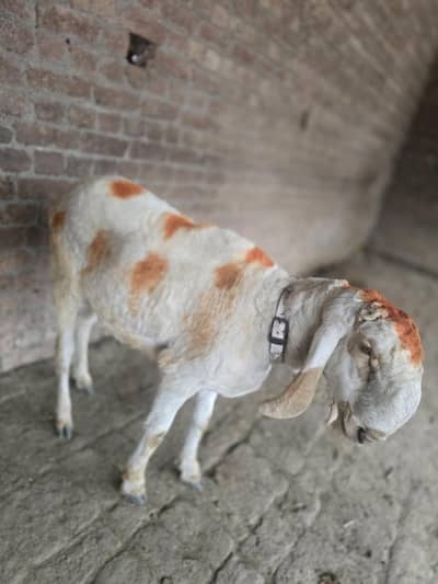 male sheeps