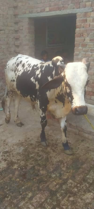 qurbani