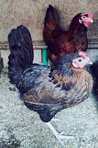 3 murgiyaan for sale