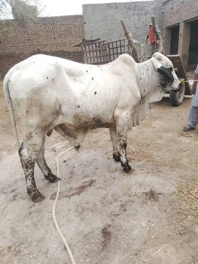 wehra qurbani