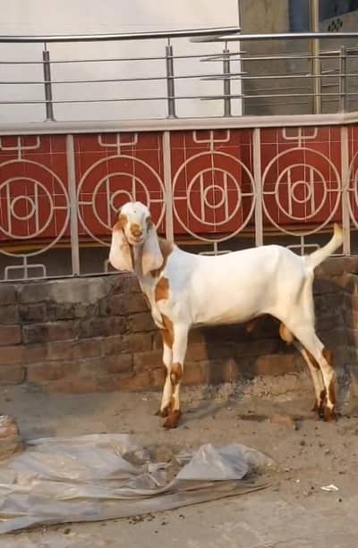 Bakra for sale