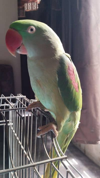 raw parrot for sale ha