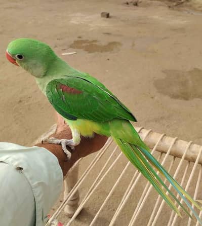 raw parrot for sale ha