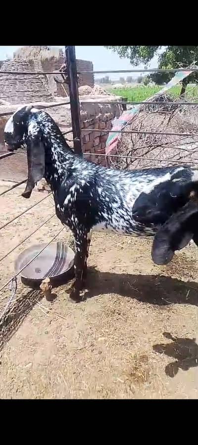 Bakra Bhawelpuri & Rajnpuri Bakery. . . . Full Dysi bkry