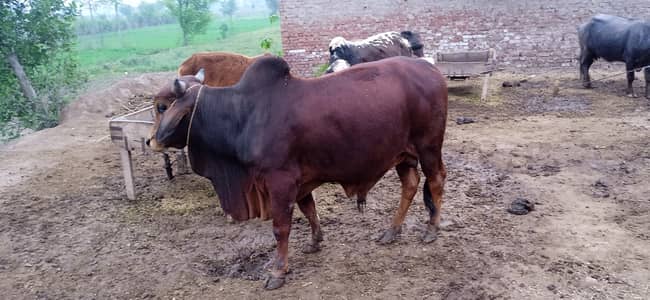 Qurbani bachray