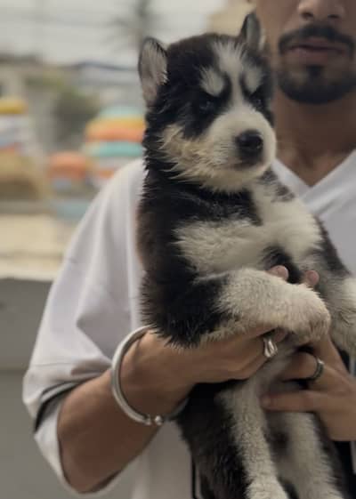 TOP QUALITY  HUSKY PUPS OF OREO 2nd clutche