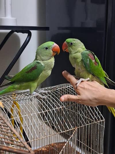 pahari female 4 months