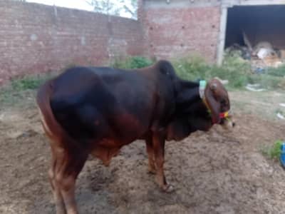 Qurbani ka bulls by weight