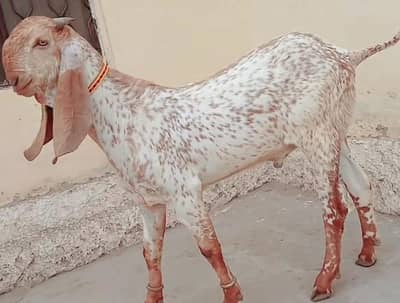 desi Bakra for sale WhatsApp_" 03226643435)