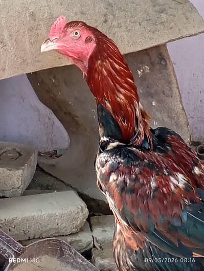 Aseel Lakhaa Murgha