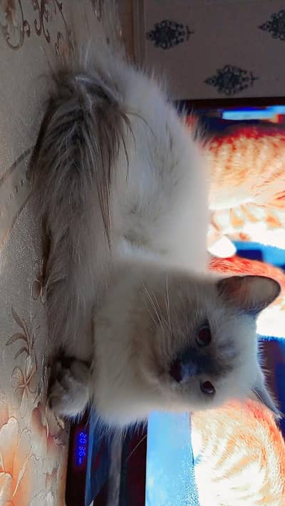 cat for sell